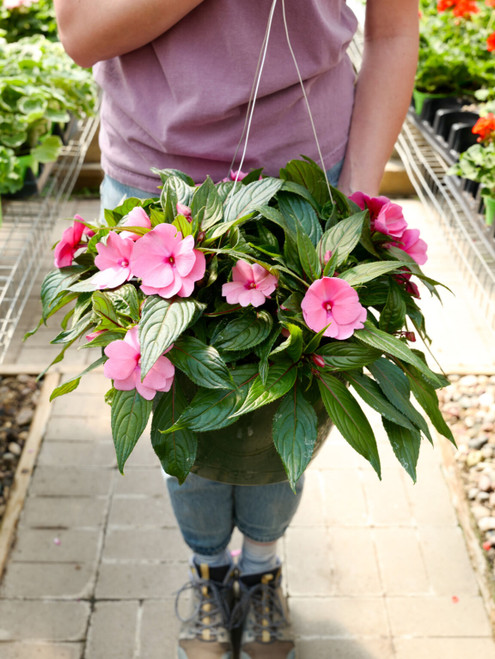 New Guinea Impatiens - Hanging Basket 11 in