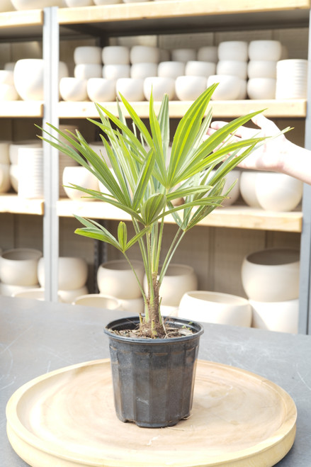 indoor lady palm