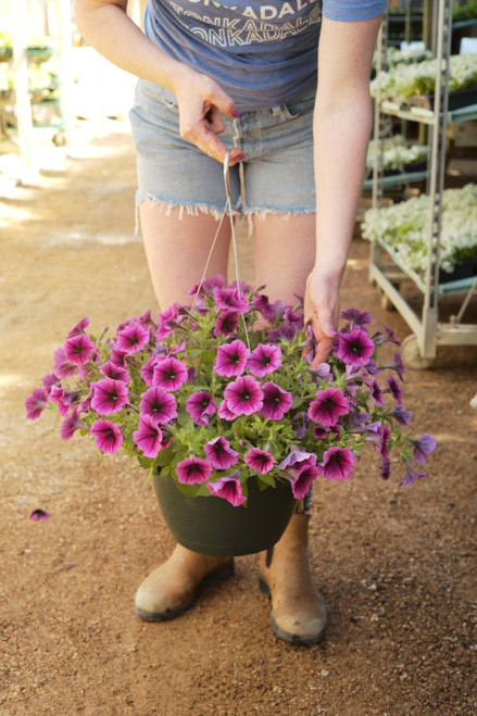 Petunia - Hanging Basket 11 in