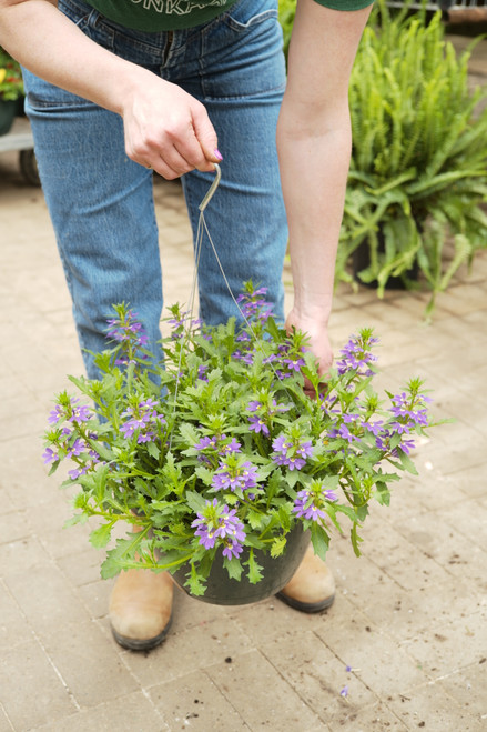 Scaevola Blue  - Hanging Basket 11 in