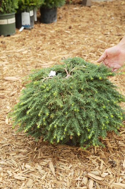 Tsuga canadensis Cole's Prostrate - 3 gal