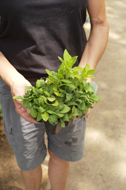 Lobelia siphilitica (Great Blue Lobelia) - 6-Pack XL