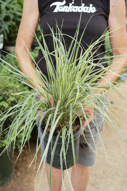 Grass Calamagrostis acutiflora Overdam - 1 gal