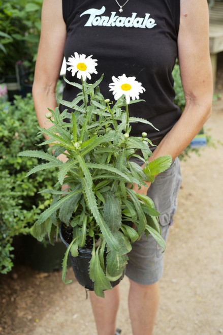 Leucanthemum Alaska (W) - 1 gal