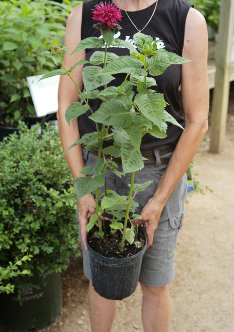 Monarda Fireball (W) - 1 gal