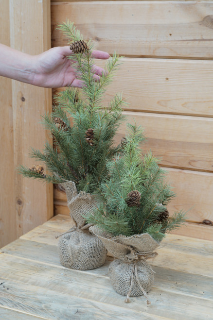 18" Greenup Pine Tree w/Cones (Faux)