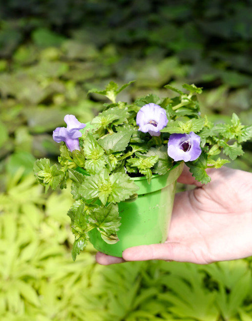 Torenia 4 in