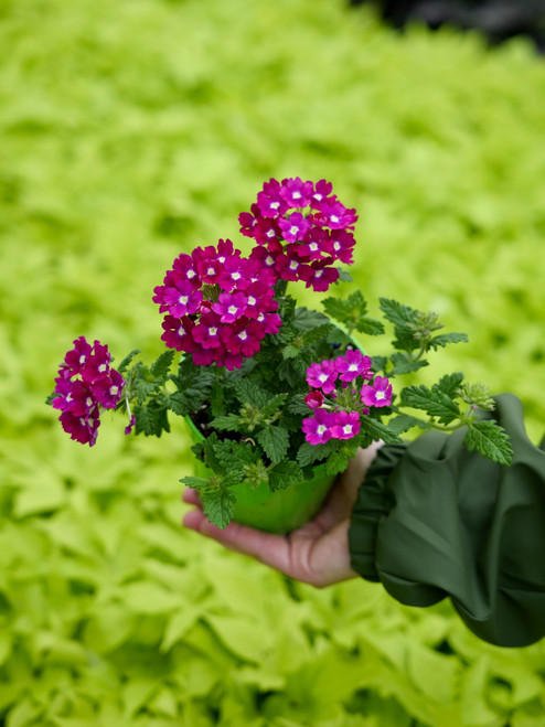 Verbena 4 in