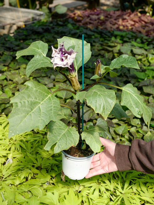 Datura 5 in