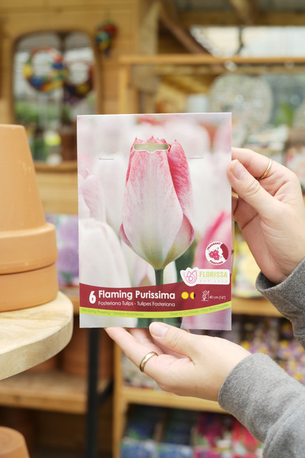 Tulip Bulb Flaming Emperor Purissima