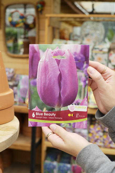 Tulip Bulb Blue Beauty