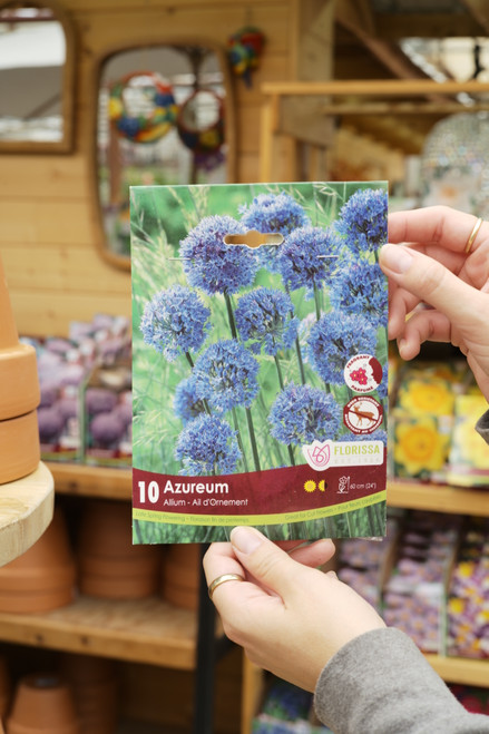Allium Bulb Caeruleum Azureum