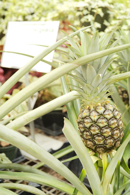 Pineapple Plant