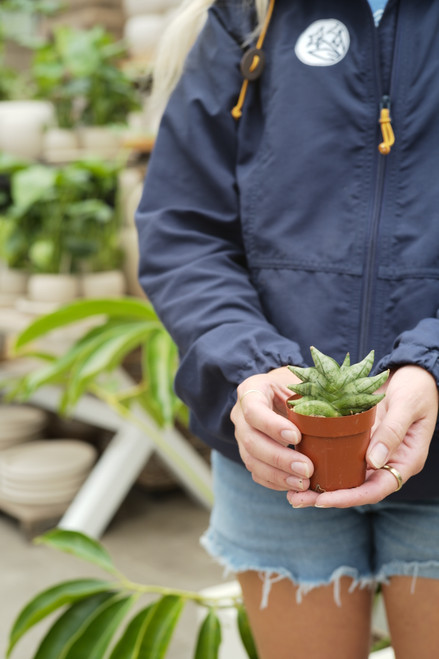 Sansevieria Bonji 3"