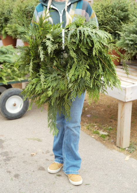 25" Western Cedar Roping