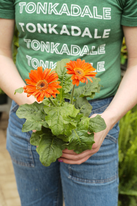 Gerbera Daisy - 4 in