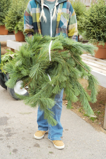 25" White Pine Roping