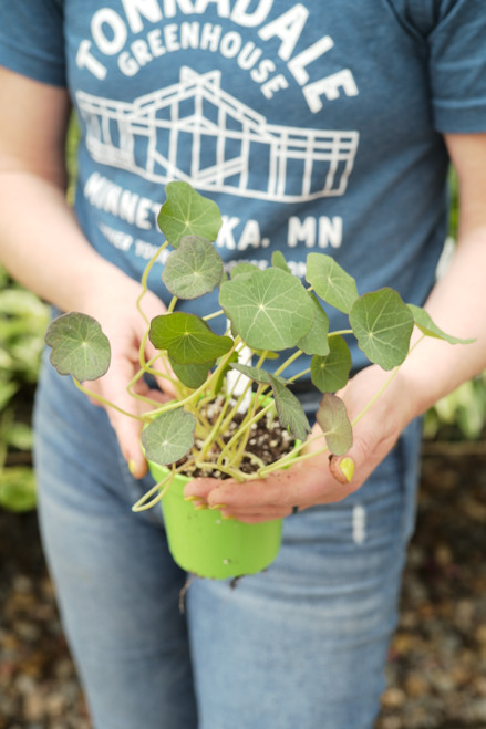 Nasturtium 4 in
