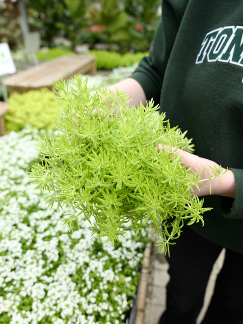 Sedum 4 in
