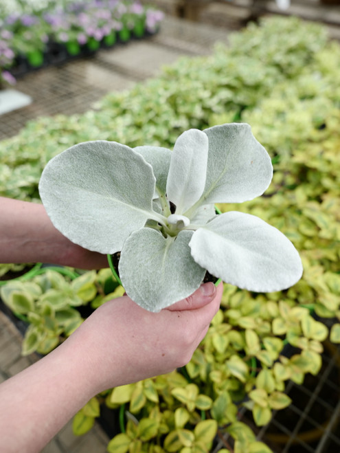 Senecio 4 in