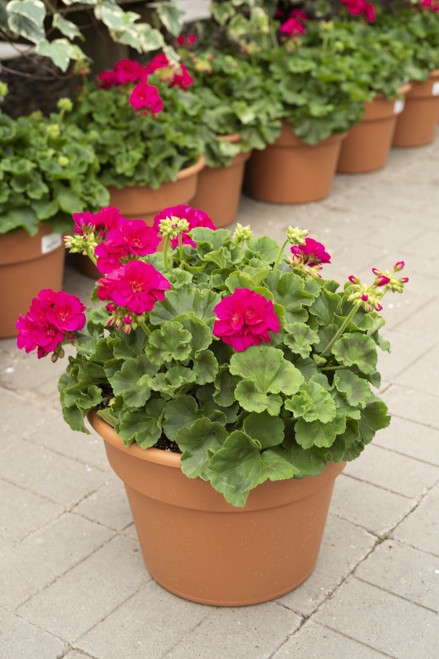Geranium - 12 in Patio Pot