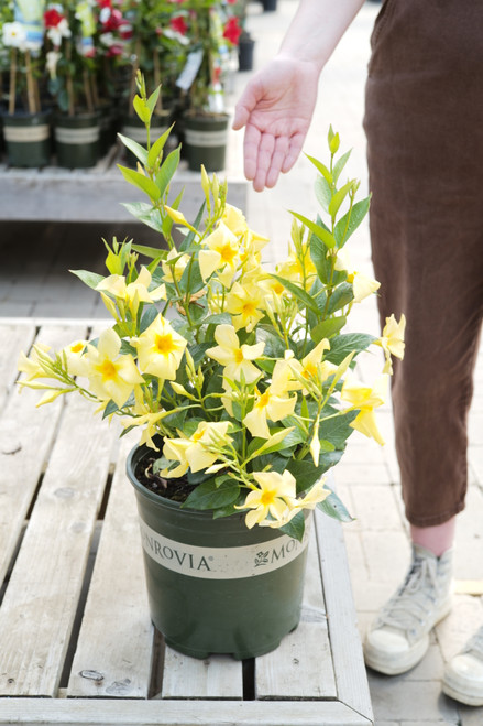 Mandevilla 'Sun Parasol® Sunbeam' - 2 gal