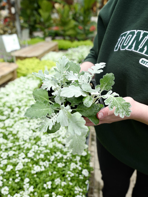 Dusty Miller - 4 pack