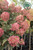 Custom Order - Hydrangea paniculata 'Berry White®' (Tree Form) - 10 gal