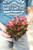 Begonia - 6 pack
