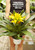 6" Bromeliad Guzmania Assorted Colors
