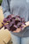 6" Oxalis Purple Shamrock