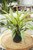 6" Dracaena Warneckii Lemon Lime