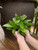 4" Hoya Pubicalyx
