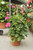 Geranium - Pillar 12 in pot