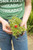 Portulaca - 4 pack