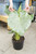 10" Alocasia Calidora
