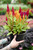 Celosia 8.25 in