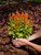 Celosia 8.25 in