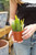 4" Epiphyllum Fishbone