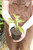 4" Euphorbia Synadium