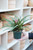 4" Tillandsia Cynea Pink Quill