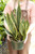 8" Sansevieria Superba