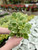 Candle Vine 4 in