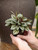 4" Peperomia San Marino