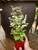 4" Breynia Mini Snowbush