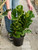 10" Ficus Lyrata Little Fiddle Bush