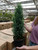 6" European Cypress Cone 6" European Cypress Cone