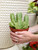 6" Euphorbia Resinifera