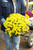 Annual Mums 5 in