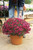 Annual Mums 12 in patio pot